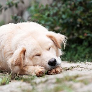 Caratteristiche ed esigenze del Cane sensibile