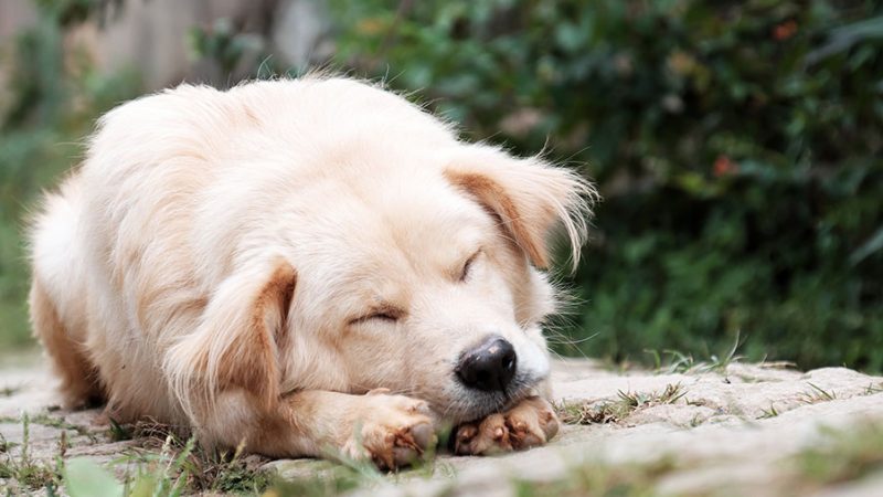 Caratteristiche ed esigenze del Cane sensibile