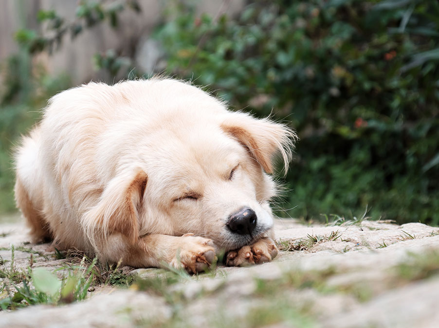 Caratteristiche ed esigenze del Cane sensibile