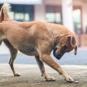 Cosa sono i comportamenti di sostituzione e cosa servono