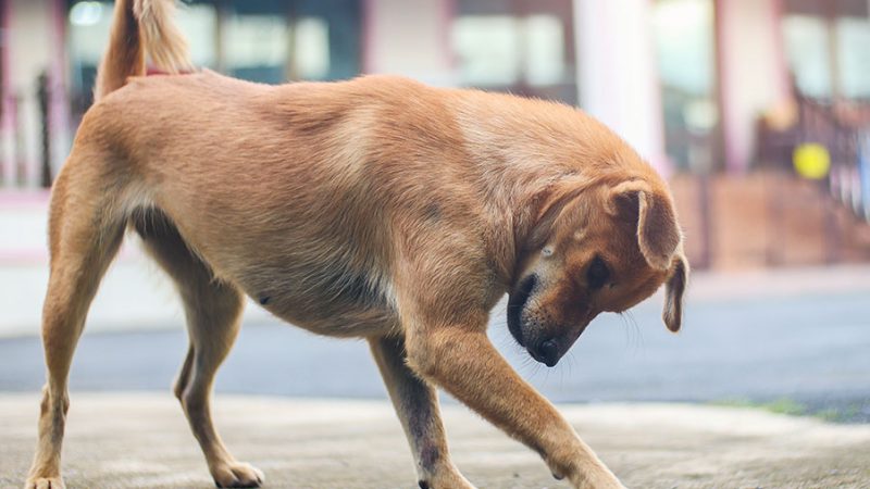 Cosa sono i comportamenti di sostituzione e cosa servono