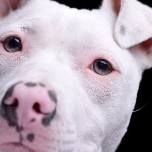 Il metodo giusto per (ri)rieducare un Cane difficile