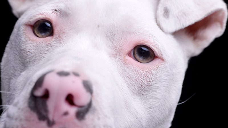 Il metodo giusto per (ri)rieducare un Cane difficile