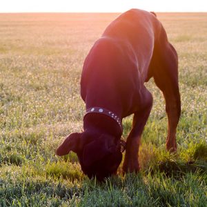 Come scegliere il dog sitter
