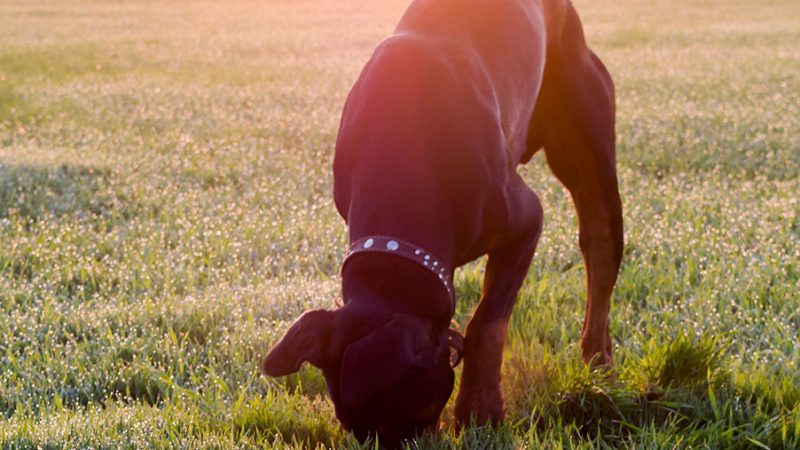 Come scegliere il dog sitter