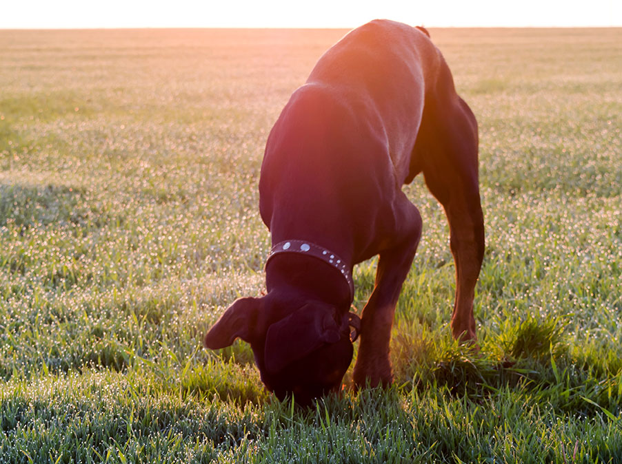Come scegliere il dog sitter