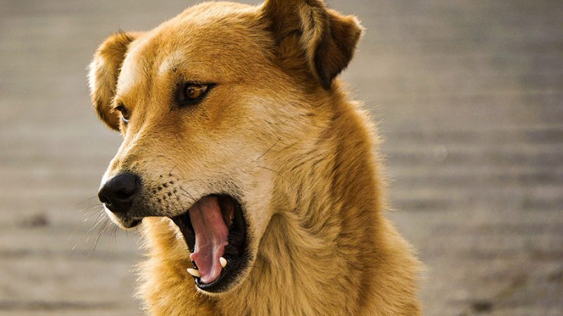 (Ri)Educazione del Cane: metodi a confronto