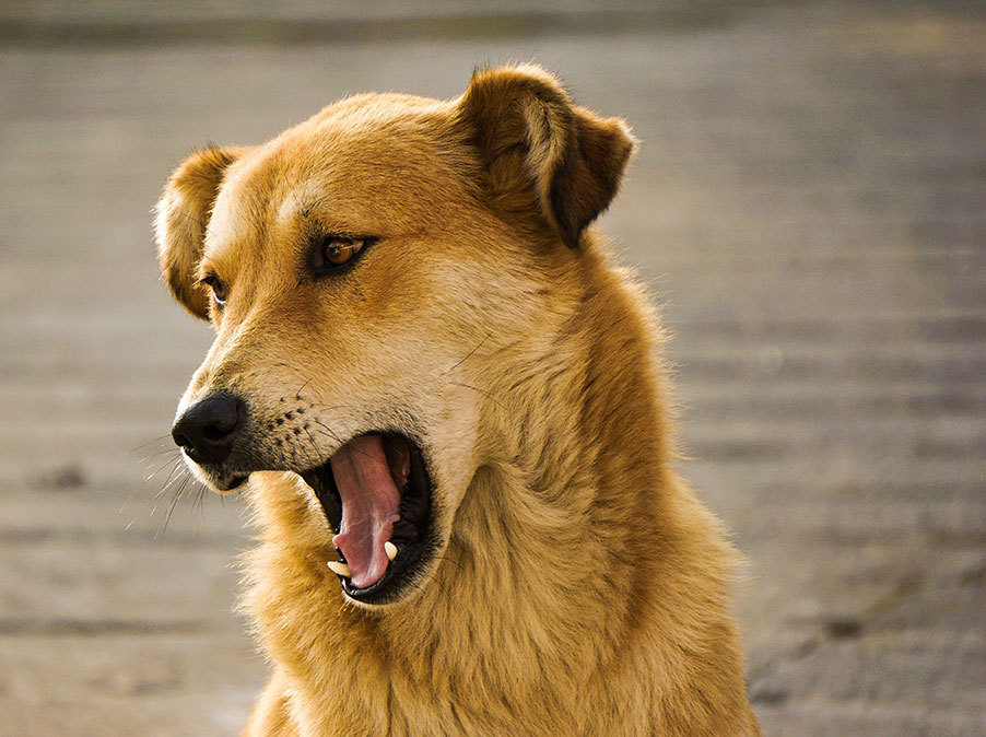 (Ri)Educazione del Cane: metodi a confronto