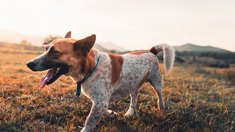 Attenzione al collo dei Cani, è un punto sensibile e delicato