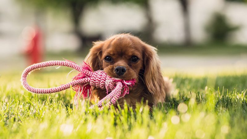 La difesa delle risorse nel Cane