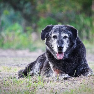 Le esigenze fisiche, mentali e psicologiche del Cane anziano