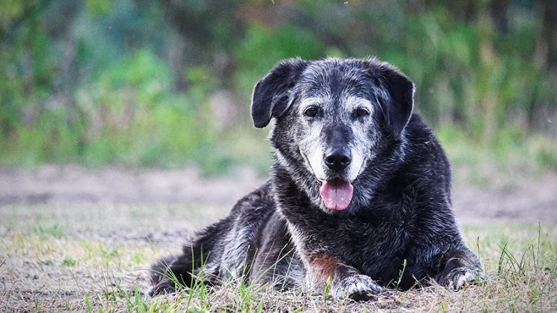 Le esigenze fisiche, mentali e psicologiche del Cane anziano
