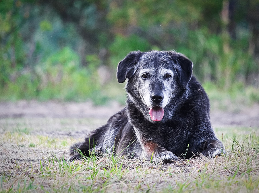 Le esigenze fisiche, mentali e psicologiche del Cane anziano
