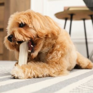 Perchè il Cane ringhia quando qualcuno si avvicina