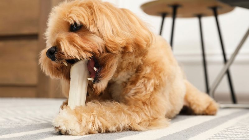 Perchè il Cane ringhia quando qualcuno si avvicina