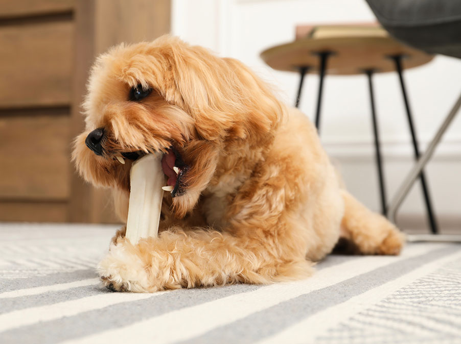 Perchè il Cane ringhia quando qualcuno si avvicina