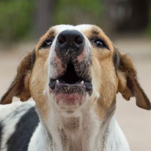 Quando il Cane impazzisce potrebbe essere che non ne può più