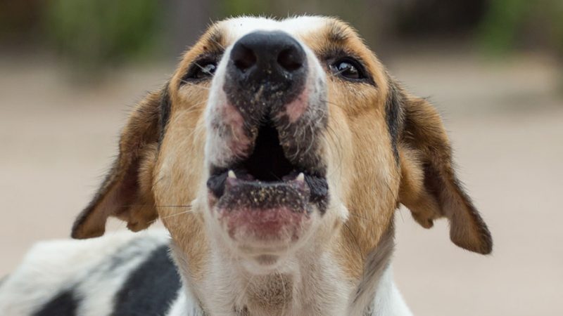 Quando il Cane impazzisce potrebbe essere che non ne può più