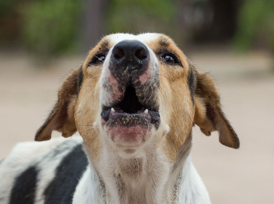 Quando il Cane impazzisce potrebbe essere che non ne può più