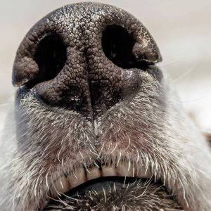 I Cani si rendono conto del tempo che passa