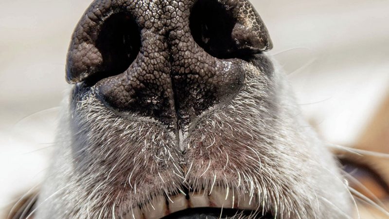 I Cani si rendono conto del tempo che passa