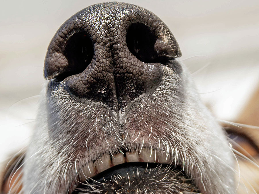 I Cani si rendono conto del tempo che passa
