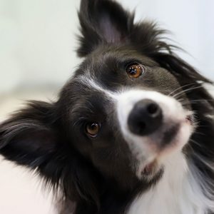 Cosa vuol dire che i Cani sono esseri senzienti