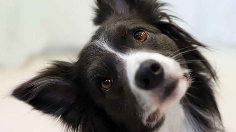 Cosa vuol dire che i Cani sono esseri senzienti