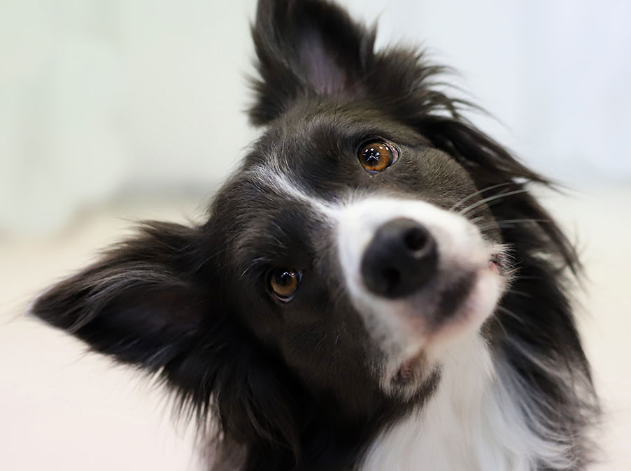 Cosa vuol dire che i Cani sono esseri senzienti