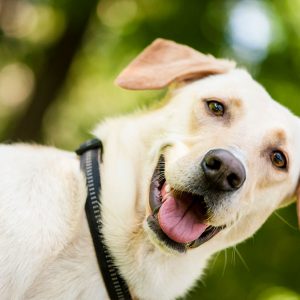 Cosa vuol dire quando i Cani guardano i proprietari