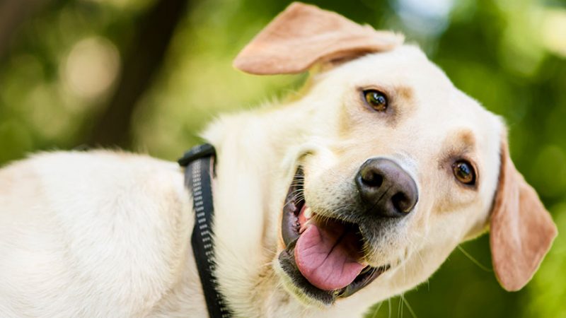 Cosa vuol dire quando i Cani guardano i proprietari