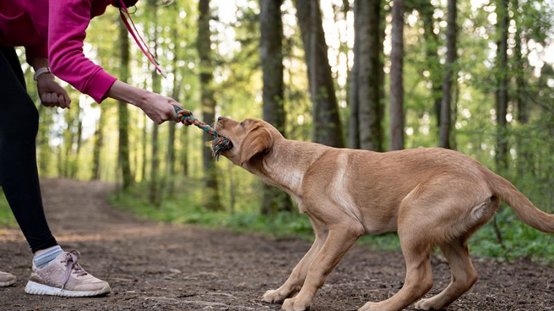 Cane: non chiedergli di obbedire, aiutalo a crescere