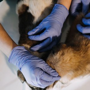Il tecnico veterinario e il nursing evoluto: la guarigione del Cane non è solo clinica