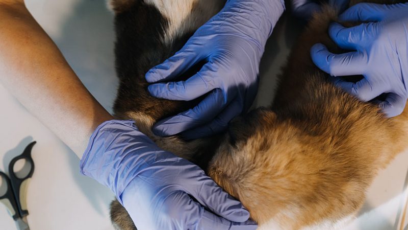 Il tecnico veterinario e il nursing evoluto: la guarigione del Cane non è solo clinica