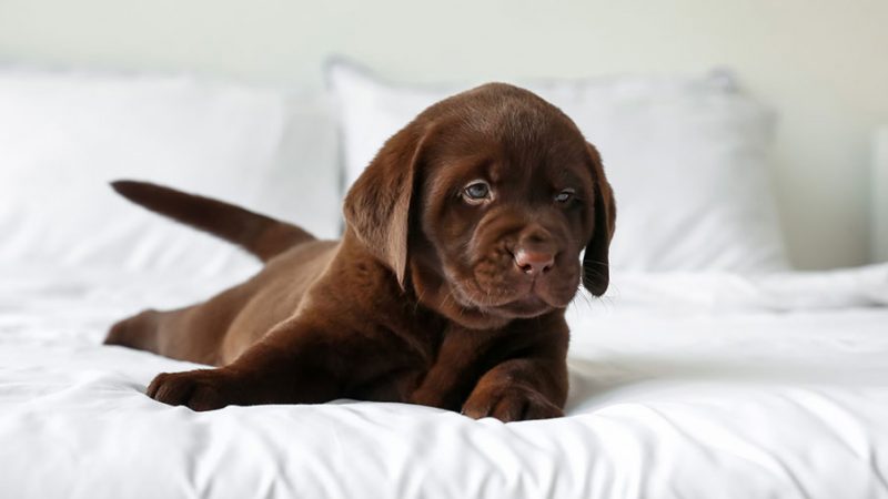 Dalla memoria ai gesti umani: le sorprendenti capacità cognitive dei cuccioli