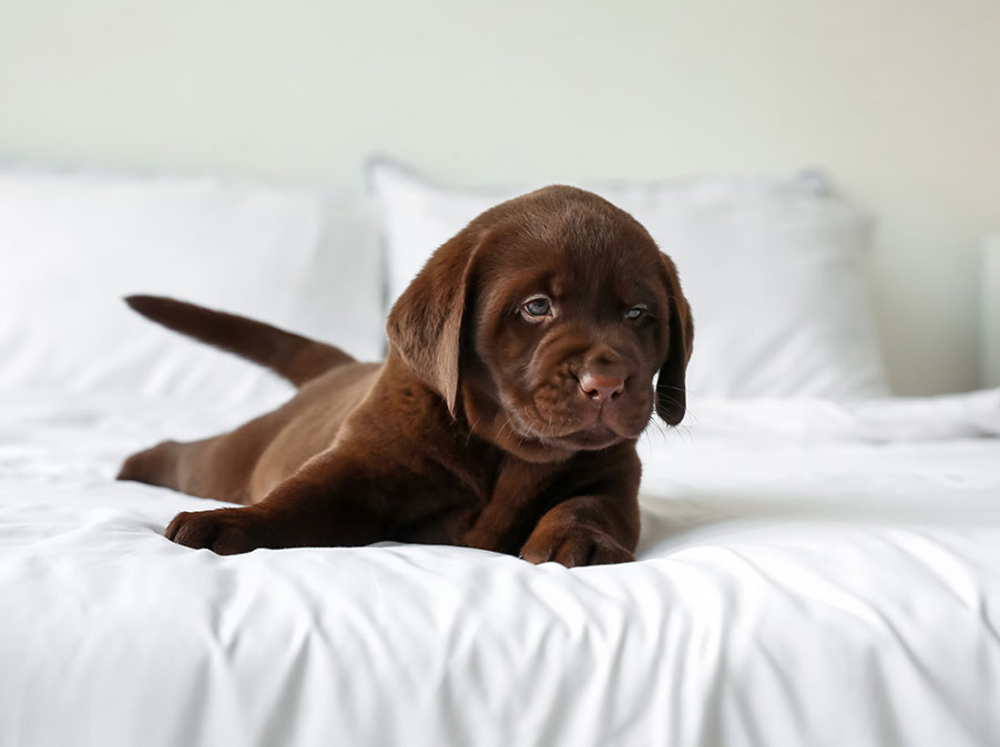 Dalla memoria ai gesti umani: le sorprendenti capacità cognitive dei cuccioli