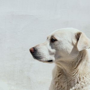 Quando il Cane è ‘troppo bravo’: cosa si nasconde dietro la docilità