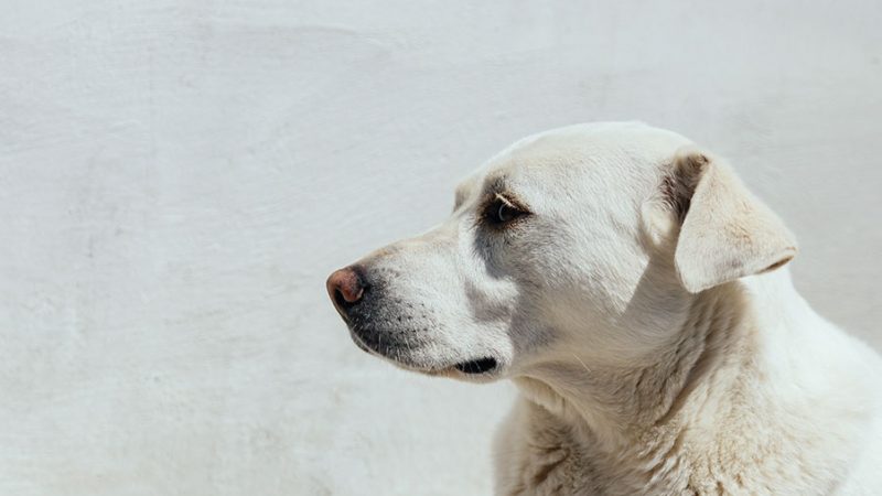 Quando il Cane è ‘troppo bravo’: cosa si nasconde dietro la docilità