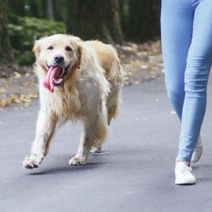 L’invidia per chi ha il Cane buono e bravo