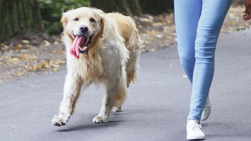 L’invidia per chi ha il Cane buono e bravo