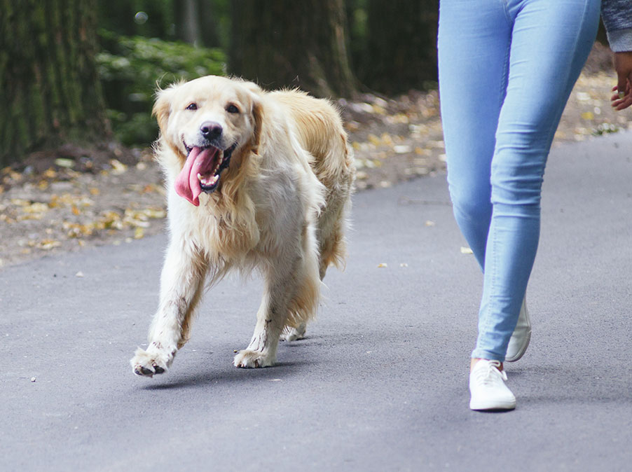 L’invidia per chi ha il Cane buono e bravo