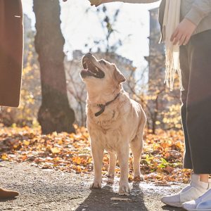 Per i Cani è molto importante imparare la calma