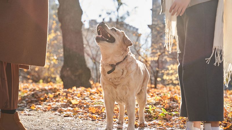 Per i Cani è molto importante imparare la calma