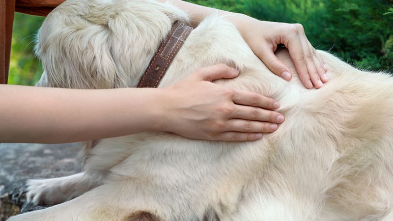 La pelle: la porta segreta al sistema nervoso del Cane
