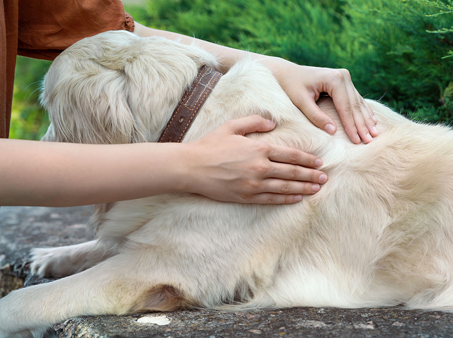 La pelle: la porta segreta al sistema nervoso del Cane