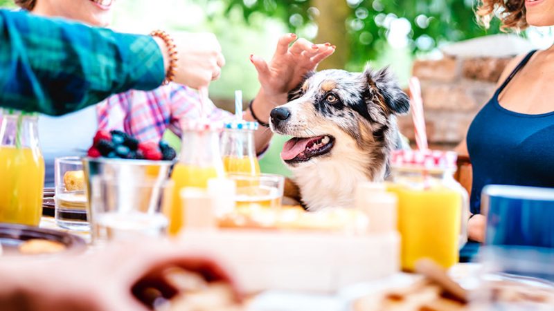 Punizione, ricompensa o relazione nella educazione del Cane?