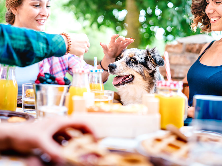 Punizione, ricompensa o relazione nella educazione del Cane?