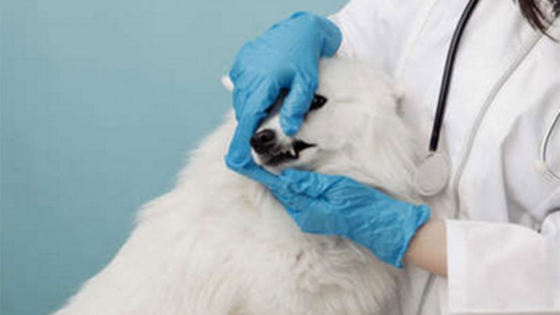 ‘Il Cane è difficile’: come gestire le visite dal veterinario