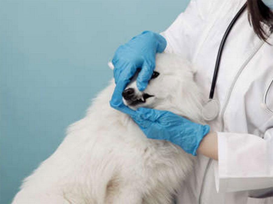 ‘Il Cane è difficile’: come gestire le visite dal veterinario