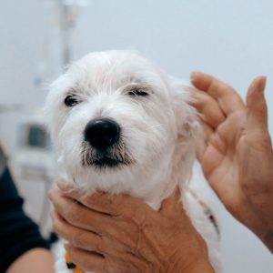 Il Cane immobile in clinica è veramente bravo o è terrorizzato?